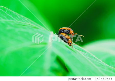 Mating of Uri herring 131462653