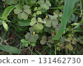 秋季，酢漿草會長出小芽，露出開花前的樣子。 131462730