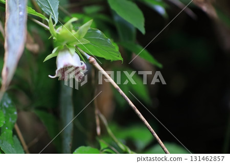 Tulninjin花 131462857