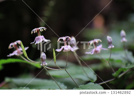 Yamazino Hototogisu Yamazino Hototogisu 131462892