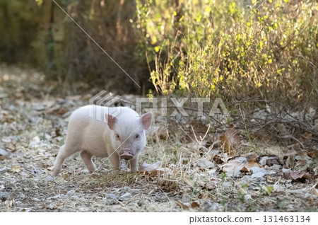 miniature pig in farm miniature pig in farm 131463134