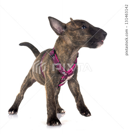miniature bull terrier in studio miniature bull terrier in studio 131463142
