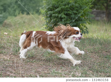 cavalier king charles cavalier king charles 131463158