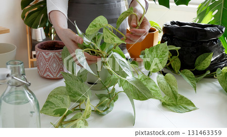 Plant rehabilitation. Woman performing gentle indoor plant care 131463359