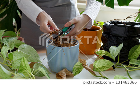 Woman caring for neglected plants, restoring and reviving sick houseplants. Plant rehabilitation 131463360