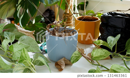 Plant rehabilitation. Caring for neglected plants, restoring and reviving sick houseplants 131463361