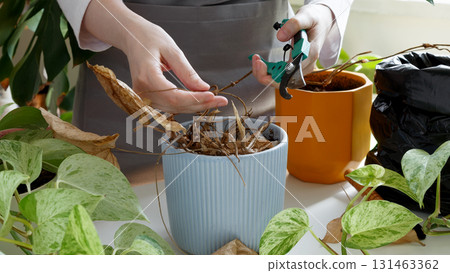 Woman caring for neglected plants, restoring and reviving sick houseplants. Plant rehabilitation 131463362