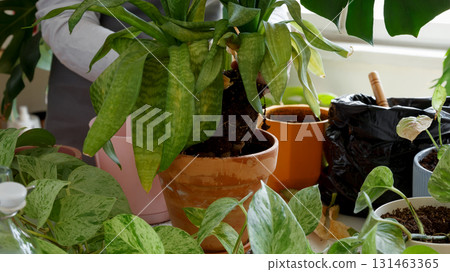 Plant rehabilitation. Woman caring for neglected plants, restoring and reviving sick houseplants Plant rehabilitation. Woman caring for neglected plants, restoring and reviving sick houseplants 131463365