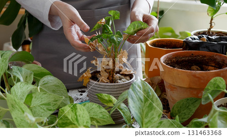 Plant rehabilitation. Woman caring for neglected plants, restoring and reviving sick houseplants 131463368