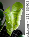 New monstera leaf with fresh green color and natural texture. Caring for houseplants 131463408