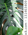 Monstera leaf with water drops and fresh tropical texture. Caring for houseplants 131463409