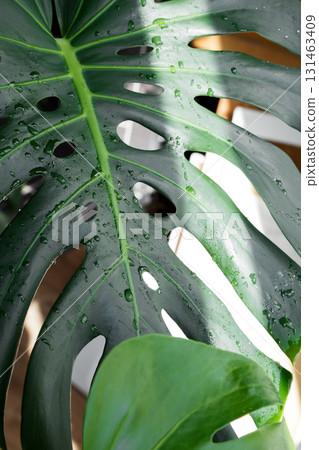 Monstera leaf with water drops and fresh tropical texture. Caring for houseplants Monstera leaf with water drops and fresh tropical texture. Caring for houseplants 131463409