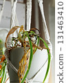 Green and dried leaves of indoor plant showing contrast of life and decay 131463410