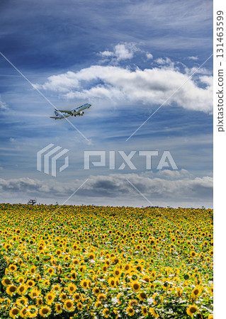 The contrast between a field of sunflowers and a plane taking off The contrast between a field of sunflowers and a plane taking off 131463599