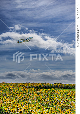 A landscape of sunflowers and airplanes against the backdrop of a blue summer sky (Memanbetsu Airport) 131463600