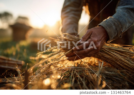Farmers working in sunlit field hands touching crops 131463764