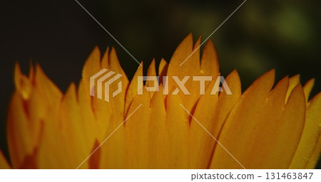 Orange Flower Of Calendula Officinalis. Medicinal Plant. petals close up details. Calendula officinalis, Mary's gold, common marigold, the pot marigold, Scotch marigold, or ruddles 131463847