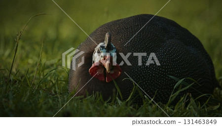 Guinea fowl grazing in summer grass. Guinea fowl, guineahen, are birds of the family Numididae in the order Galliformes. They are endemic to Africa and rank among the oldest of the gallinaceous birds Guinea fowl grazing in summer grass. Guinea fowl, guineahen, are birds of the family Numididae in the order Galliformes. They are endemic to Africa and rank among the oldest of the gallinaceous birds 131463849