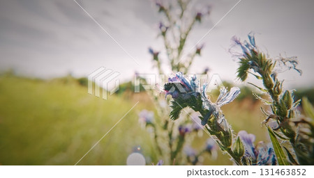 Focused View of Wildflower with Cyrtothyrea Insect Visitor Focused View of Wildflower with Cyrtothyrea Insect Visitor 131463852