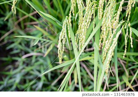 成熟的稻穗特寫 | 日本鄉村的秋天 131463976