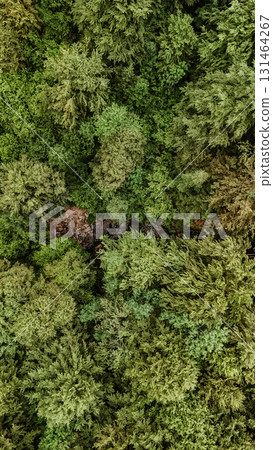 Drone Landscape of Green Forest with River Stream 131464267