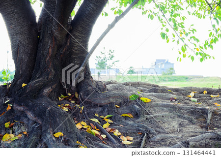 The base of a powerful tree and fallen autumn leaves 131464441