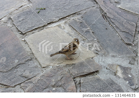 Small brown sparrow bird standing alertly on a textured grey stone pavement, looking directly into the camera, symbolizing urban nature 131464635
