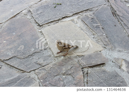 Small brown sparrow with patterned wings stands on rough stone path, looking at viewer, illustrating urban wildlife in natural outdoor setting Small brown sparrow with patterned wings stands on rough stone path, looking at viewer, illustrating urban wildlife in natural outdoor setting 131464636
