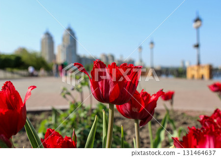 Bright red fringed tulips bloom in a city park, with blurred modern buildings under a clear blue sky, symbolizing urban spring beauty Bright red fringed tulips bloom in a city park, with blurred modern buildings under a clear blue sky, symbolizing urban spring beauty 131464637