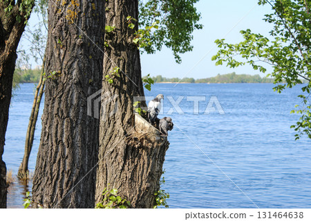 Two wild pigeons perched on a textured tree trunk, with green leaves, by a wide serene blue river, evoking nature's tranquility and peaceful summer day Two wild pigeons perched on a textured tree trunk, with green leaves, by a wide serene blue river, evoking nature's tranquility and peaceful summer day 131464638