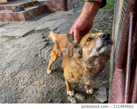 Brown domestic dog enjoys affectionate petting from a caring human hand, showcasing a loving pet animal bond, trust, and loyalty in an outdoor home environment 131464662
