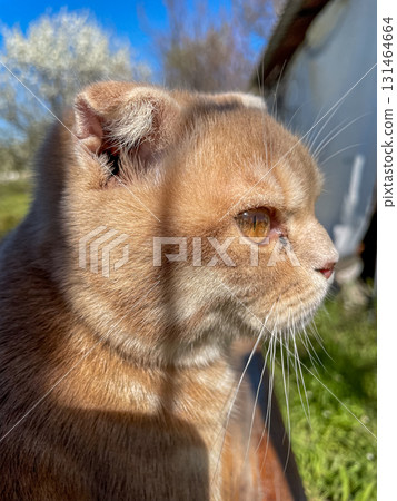 Beautiful fluffy domestic cat with striking amber eyes peacefully enjoying warm sunrays outdoors, depicting serene pet life and natural environment Beautiful fluffy domestic cat with striking amber eyes peacefully enjoying warm sunrays outdoors, depicting serene pet life and natural environment 131464664