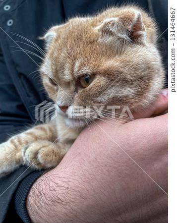 Adorable ginger Scottish Fold cat being gently held in a person's loving arms, reflecting dedicated pet care, animal welfare, and heartwarming companionship moments 131464667