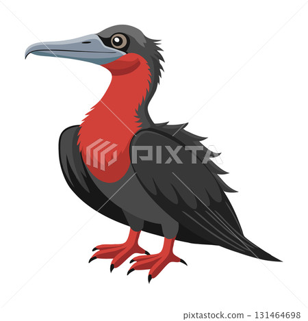 Frigate bird. Frigate Bird isolated on white background. Fauna. Illustration. 131464698