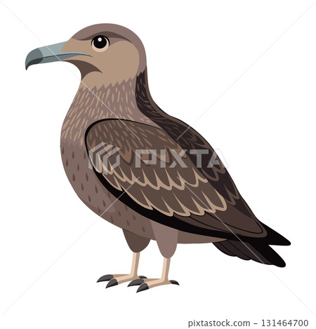 Great skua bird. Skua seabird isolated on white background. Fauna. Illustration. Great skua bird. Skua seabird isolated on white background. Fauna. Illustration. 131464700