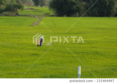 Man irrigating fields, agriculture concept Man irrigating fields, agriculture concept 131464947