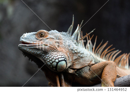 Igruana sitting on a tree, close-up 131464952
