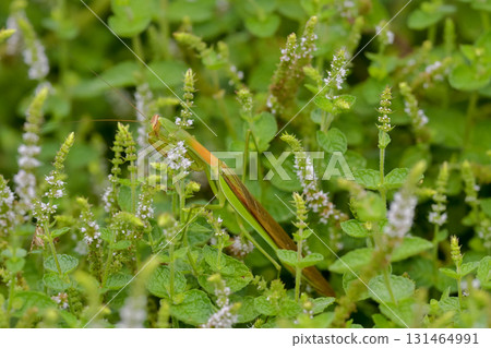 Mantis 131464991