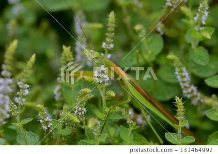 Mantis 131464992