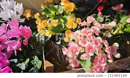 Vibrant assortment of blooming flowers in pink, yellow, red and white shades under sunlight. Vibrant assortment of blooming flowers in pink, yellow, red and white shades under sunlight. 131465184