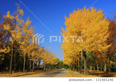 Daisen Park (Sakai City, Osaka Prefecture) Ginkgo Tree Line Daisen Park (Sakai City, Osaka Prefecture) Ginkgo Tree Line 131465240