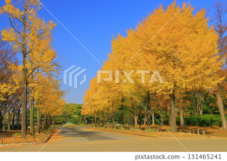 Daisen Park (Sakai City, Osaka Prefecture) Ginkgo Tree Line Daisen Park (Sakai City, Osaka Prefecture) Ginkgo Tree Line 131465241