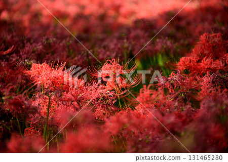 Bright red spider lilies (Kinchakuda, Hidaka City, Saitama Prefecture) 131465280