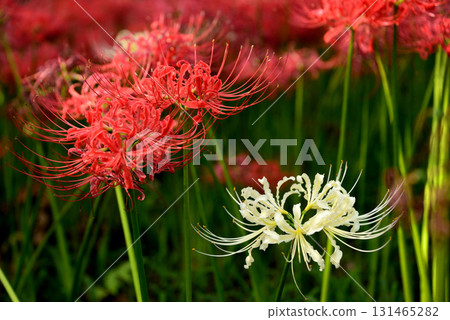 Cluster amaryllis (Kinchakuda, Hidaka City, Saitama Prefecture) Cluster amaryllis (Kinchakuda, Hidaka City, Saitama Prefecture) 131465282