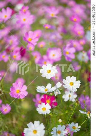 桃紅色和白色波斯菊領域 131465580