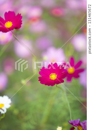 粉紅色的波斯菊領域 131465672