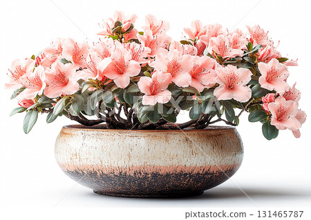 Floral decoration. Azalea bush is growing in vintage rural pot with fleshy leaves and flowers. Blooming plant on a white background. Floral decoration. Azalea bush is growing in vintage rural pot with fleshy leaves and flowers. Blooming plant on a white background. 131465787
