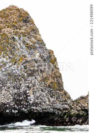 bird colony on rock of Starichkov island in Avacha bird colony on rock of Starichkov island in Avacha 131466094