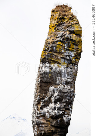 old rock with gulls in Avacha bay of Pacific ocean old rock with gulls in Avacha bay of Pacific ocean 131466097
