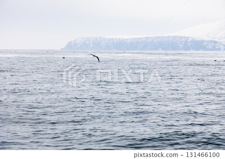 water and snowy shore of Pacific ocean, Avacha bay water and snowy shore of Pacific ocean, Avacha bay 131466100
